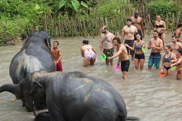 Colillas de elefante