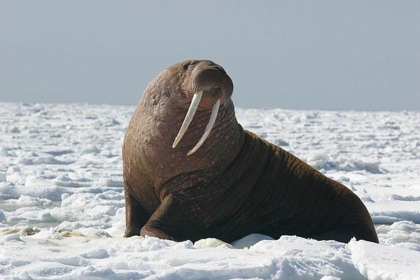 Walrus